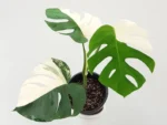 Rare Monstera Albo Halfmoon Rooted Node with leaf - Monstera Albo Borsigiana – Rare & Unique Houseplant | House and Indoor Plants