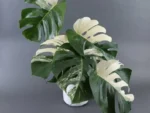 Rare Monstera Albo Halfmoon Rooted Node with leaf - Monstera Albo Borsigiana – Rare & Unique Houseplant | House and Indoor Plants - Image 3